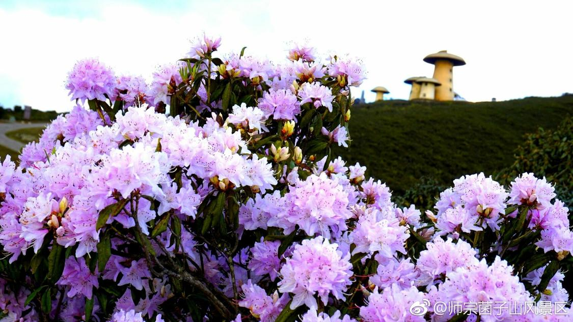 全网快手低价涨赞dy：警惕点赞诈骗陷阱保护财产安全